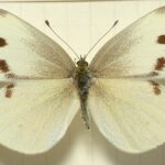 Life Cycle of the Cabbage White Butterfly