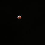 Language for Throat and Tongue: Elise Paschen’s “Blood Wolf Moon”
