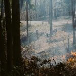 Embers and What Will Unleash